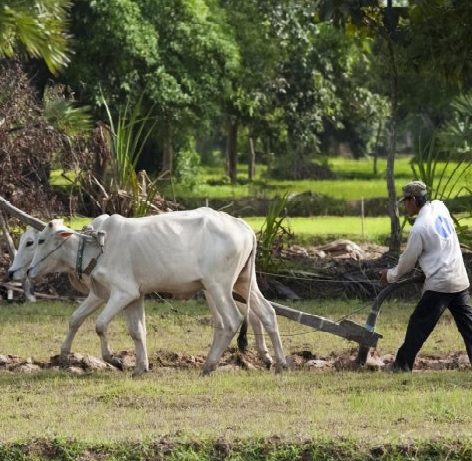 Zero-budget natural farming may provide sustainable future for agriculture